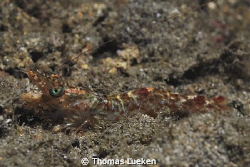 found in Lembeh; d200 by Thomas Lueken 